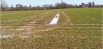 Die Regenverdaulichkeit des Bodens ist ohne Kalkung (linke Ackerhlfte) deutlich schlechter als nach Kalkung (r).