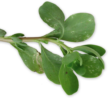 Weie erhabene Pusteln sind die Symptome des Weien Rostes verursacht durch den Falschen Mehltaupilz Wilsoniana portulacae auf Sommerportulak.