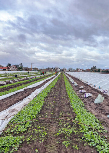 Saisonarbeitskr�fte �bernehmen zahlreiche notwendige T�tigkeiten im Gem�sebau.