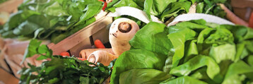 Bio-Gemse