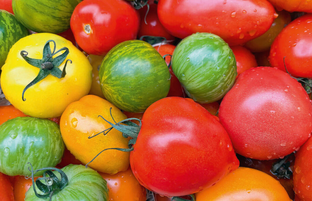Tomaten gibt es in vielen Formen und Farben. Unterschiede im Geschmack sind dabei klar herauszuschmecken.