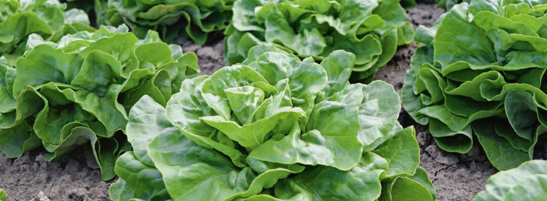Kopfsalat