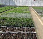 Eine große Vielfalt an Topfkräutern ist auch
im ökologischen Anbau erstrebenswert.