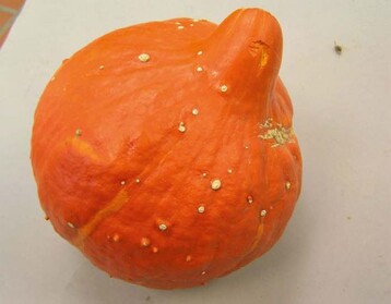 Hellgraue, korkartige
Warzen auf einer Krbisfrucht