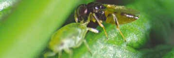Aphelinus-Schlupfswespe beim hostfeeding, dem Aussaugen einer Blattlaus
