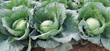 Weikohl