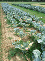Herdweises zurückbleiben von
Pflanzen in einem Brokkoli-Bestand
durch einen Befall mit Kohlhernie
(Plasmodiophora brassicae)