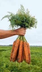 Die süße Knabbermöhre ‘Yaya’, F1,
empfiehlt Bejo für Dichtpflanzungen.