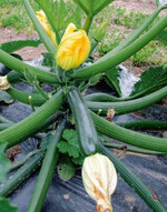 Zucchini, die Profi-Saatgut erwachsen,
weisen keine extrem hohen Bitterstoffgehalte
auf und bergen nicht das
Risiko in sich, möglicherweise an einer
Cucurbitacin-Vergiftung zu sterben!