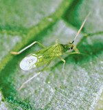 Die Entwicklung des Nützlings
Macrolophus hängt sehr von
den Klimabedingungen ab. Ideal
für eine schnelle Entwicklung
sind warme und strahlungsintensive
Frühlingstage.