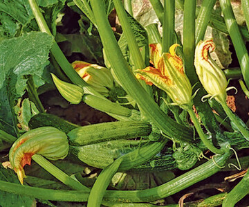 Weibliche (l.) und mnnliche Blten (r.) an einer Zucchini Pflanze 
