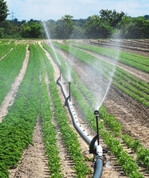 Wasser gleichmäßig verteilende Kleinregner auf einem leicht zu handelnden Kunststoffrohrstrang wurden gezeigt.