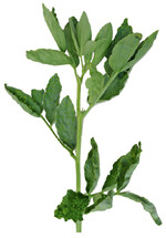 Durch das „Scharfe Adernvirus“ – Pea enation Mosaik Virus (PeMV) befallener Ackerbohnen-Spross