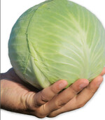 Der Weißkohl ‘Kaluga’, F1, wächst gesund und zeigt eine schöne Innenqualität (Bejo).