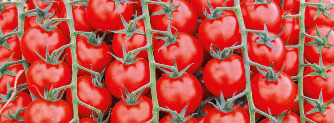 Cocktail-Tomaten