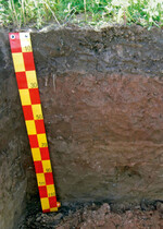 Auenboden Heidelberg: 25 cm Bearbeitungshorizont,
40 cm verdichteter
sandiger Ton, kalkhaltiger Unterboden