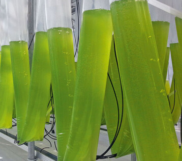 Algenproduktion im Gewchshaus
in V-frmigen Einweg-Bioreaktoren
aus Schluchen.