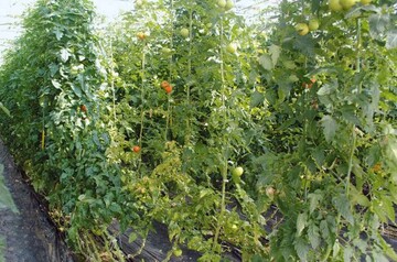 Einfluss der
Veredelung auf die Unterlage
Maxifort (linke Reihe) im
Vergleich zur nicht veredelten
Kontrolle (rechte Reihe) auf
die Wuchsstrke der Tomatensorte
Admiro