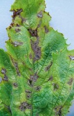 Bei feuchten Bedingungen ist auf
den Flecken ein grauer, samtartiger
Sporenrasen zu sehen.