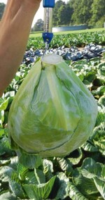 Köpfe der Kohlsorte ‘Mucsuma’
bringen circa 2,4 kg auf die Waage.