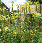 Nischenanbau im Alleingang