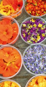 Essbare Blüten, farblich sortiert,
für den Verkauf auf Märkten und an
Gastronomen.