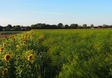 Blhstreifen neben den Spargelfeldern locken Wild- und Honigbienen, Hummeln, Schmetterlinge und viele andere Insekten an. Feldbewohner wie Fasan und Hase finden hier Schutz und Lebensraum. So sorgen die deutschen Spargelproduzenten fr Artenvielfalt auf den Feldern.