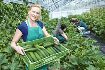 Ernteglck: Kstliche Zucchini gehren zu den vielen Gemsearten, mit denen Grtnerinnen und Grtner ihre Kundschaft erfreuen.