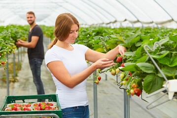 Die Erdbeere ist gar keine Beere? Obst- und Gemsegrtner*innen versorgen nicht nur mit gesunden und leckeren Lebensmitteln, sondern kennen auch jede Menge verrckte Fakten ber Pflanzen. 