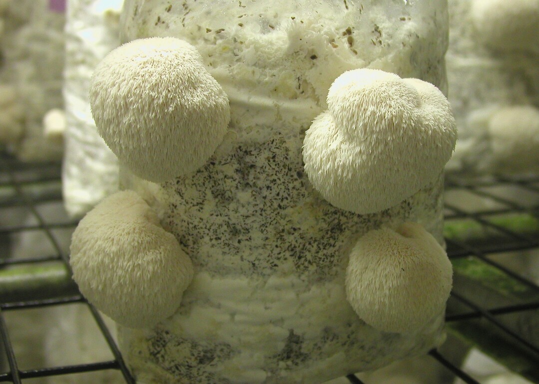 Igelpilz oder Igelstachelbart lautet der Name dieses eigentmlichen Pilzes, der sich gut kultivieren lsst und in Frankreich schon lnger als Pom Pom blanc auf dem Markt ist.  