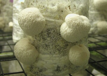 Igelpilz oder Igelstachelbart lautet der Name dieses eigentmlichen Pilzes, der sich gut kultivieren lsst und in Frankreich schon lnger als Pom Pom blanc auf dem Markt ist. 