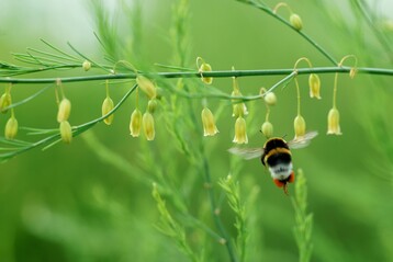 Im Sommer dienen Spargelfelder als Nahrungsquelle  die zarte Blten bieten Insekten Nektar und Pollen. 