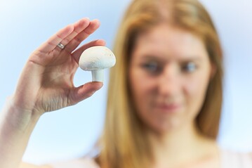 Ob Champignon oder Austernpilz, Shiitake oder Kruterseitling, alle sehen prall und fest aus, wenn sie frisch geerntet und auf kurzem Weg beim Verbraucher landen.