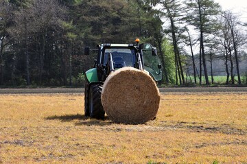 Pilzanbauer stehen mit dem Rcken zur Wand: Holz und Stroh, fr die Pilzkultur unabdingbar, dienen zunehmend als Energielieferanten. Daher werden sie immer teurer und knapper.
