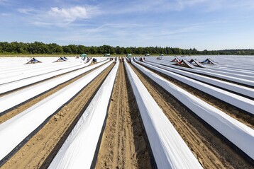 Ohne Folie geht es nicht: Fast alle Spargel-Anbauer decken ihre Felder inzwischen ab, um die Umwelt zu schonen und das frische Gemse zu erschwinglichen Preisen anbieten zu knnen.