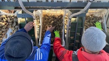 Das schne Frhlingswetter der letzten Tage hat dafr gesorgt, dass wieder viel Bewegung auf den ckern ist: Die 280 Erzeuger von Pflzer Grumbeere beginnen jetzt berall im Sdwesten mit dem Auspflanzen der ersten Frhkartoffeln. Trotz maschineller Untersttzung ist hier meist noch viel Handarbeit gefragt. Nur mit groer Sorgfalt bleiben die zarten Keime, der ber Winter vorgekeimten Pflanzkartoffeln, erhalten und brechen nicht versehentlich ab. 