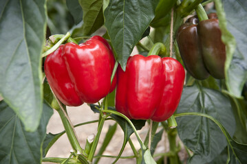 Heimische Paprika gibt es ab sofort aus den Gewchshusern im Hegau/Baden-Wrttemberg.