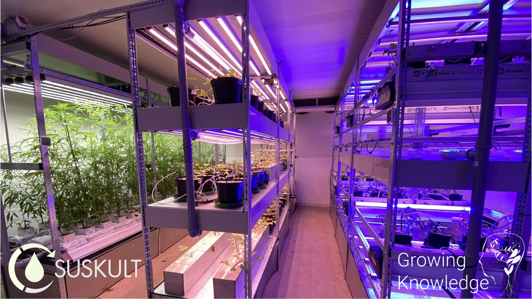 Für das Forschungsprojekt SUSKULT werden drei unterschiedliche Kulturansätze für einen vertikalen Indoor-Anbau von Süßkartoffeln und Tomaten verfolgt.