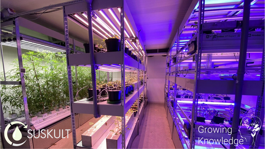 Fr das Forschungsprojekt SUSKULT werden drei unterschiedliche Kulturanstze fr einen vertikalen Indoor-Anbau von Skartoffeln und Tomaten verfolgt.