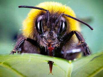 Von wegen gemtlicher Brummer: Finden Erdhummeln zu wenig Pollen, stechen sie Bltter von nicht-​blhenden Pflanzen an, um sie rascher zur Bltenproduktion zu treiben.