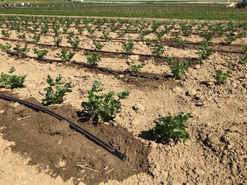 Im langjhrigen Trend nimmt die Bewsserung landwirtschaftlicher Flchen in Deutschland zu.