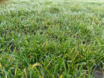 Gegen die Larven der Wiesenschnake in Wiesen und Weiden wurde eine Notfallzulassung nach Artikel 53 erlassen.