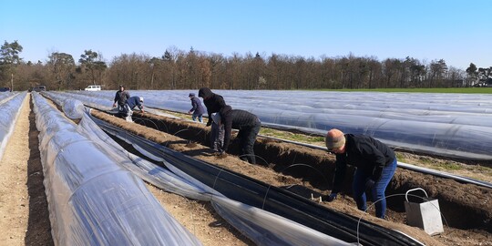 Die Spargelsaison hat auf dem Betrieb Grohans in Hockenheim begonnen.