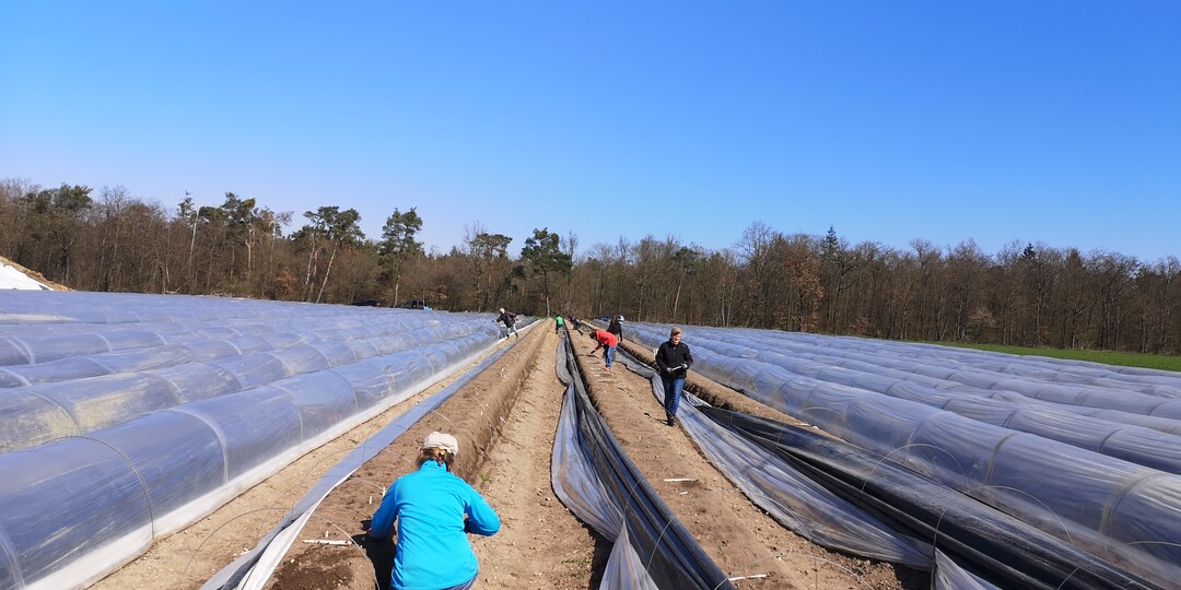Helfer bei der Arbeit auf dem Betrieb Grohans
