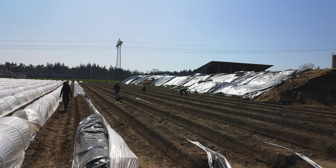 Die Ernte ist angelaufen beim Betrieb Grohans in Hockenheim