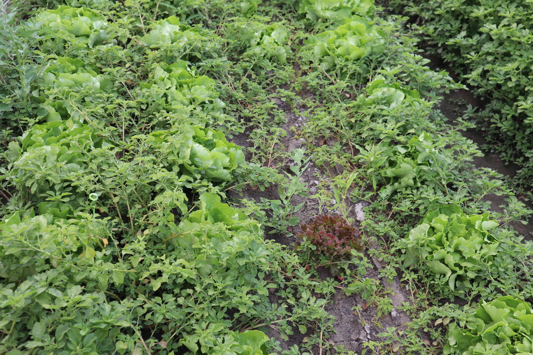 Der Salat im Versuch ist in diesem Jahr unverkuflich