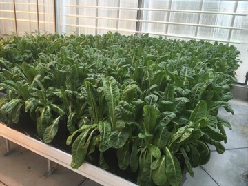 Cichorium-Pflanzen im ILVO-Versuchsgewchshaus. Aus den Wurzeln dieser Pflanzen treiben die Zichorienzchter die bekannten weien - und normalerweise bitteren - Zichorienkpfe. 