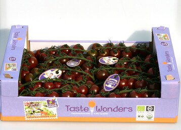Die neue Tomatensorte "Choco Tom" mit ihrer charakteristischen Frbung