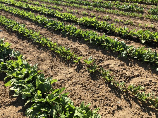 Auf dem ersten Versuchfeld wurde Rote Beete mit unterirdisch verlegten Tropfschluchen gezeigt. Das Wasser gelangt so mglichst verlustfrei und zielgenau an die Wurzeln. Mit solchen Systemen lassen sich bis zu 60 % Wasser einsparen, gegenber der blichen berkopfbewsserung mit Groregnern.
