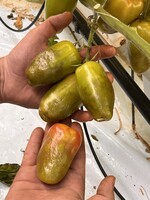 Hohe Schäden verursachte auch das Jordanvirus in deutschen Betrieben.